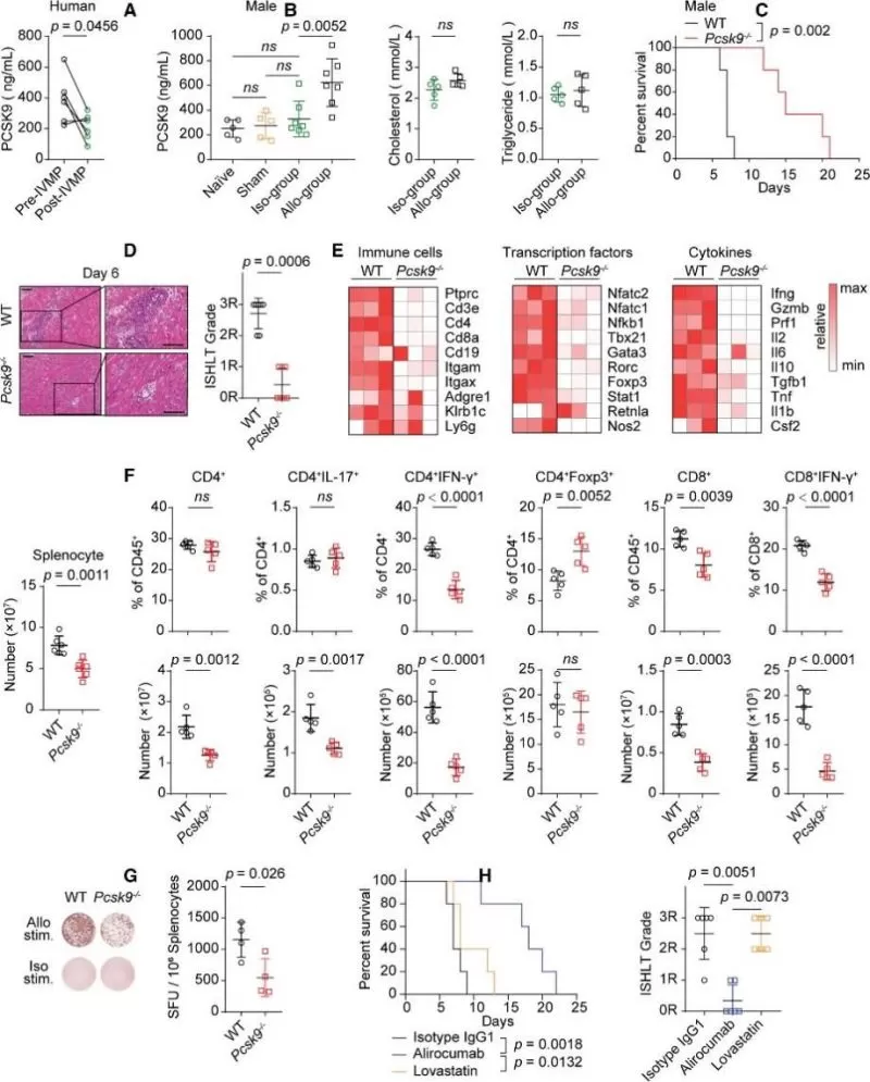 Figure 1. PCSK9 ablation attenuates heart transplant rejection in mice.